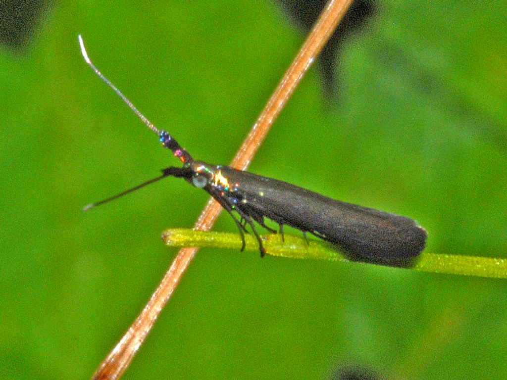 Un piccolo lepidottoro tutto nero: Coleophora sp. (Coleophoridae)